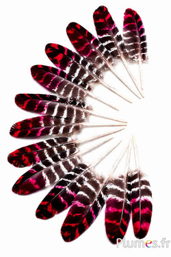 Kalkoen - 10-15 cm - natuurlijk-rood